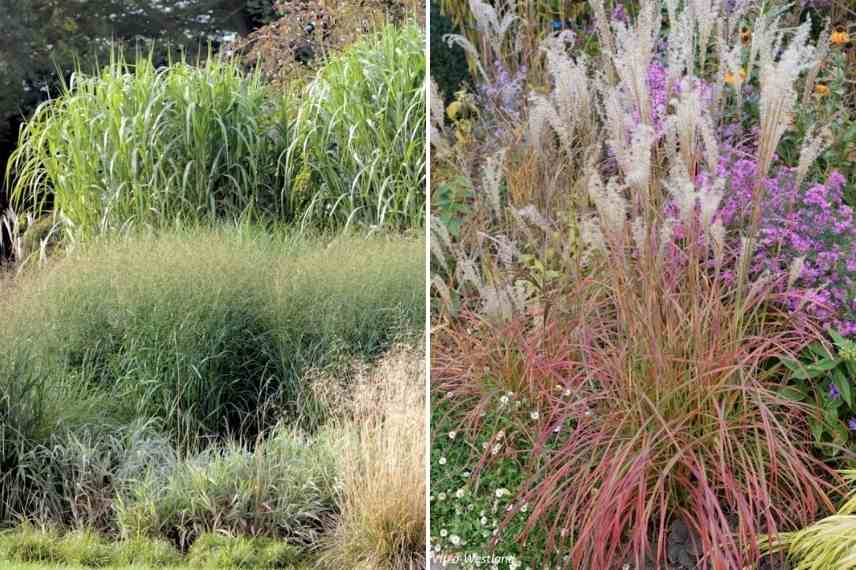 Herbe a elephant, eulalie choisir, choix Miscanthus