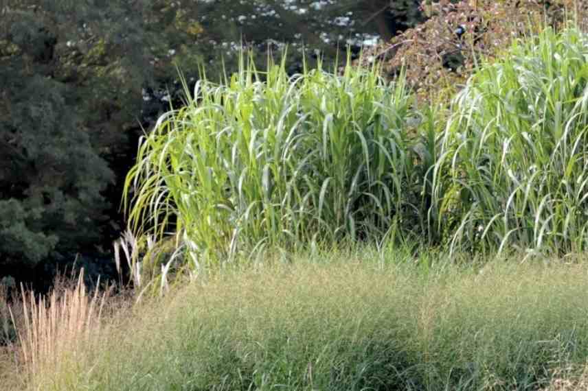 Miscanthus, eulalie, roseau de Chine, meilleures varietes, plus belles varietes, plus beaux