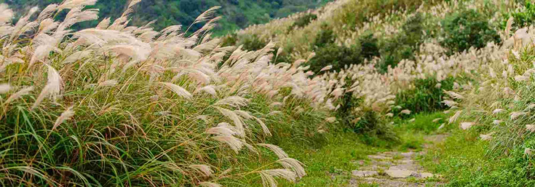 9 idées pour associer les Miscanthus