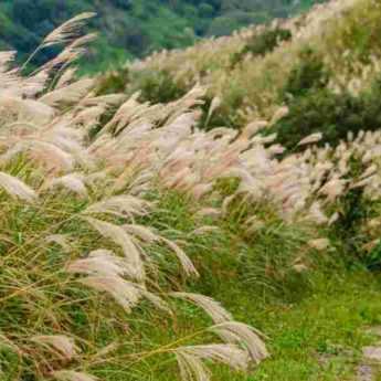 9 idées pour associer les Miscanthus