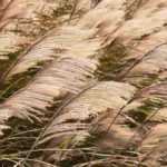 Comment choisir un Miscanthus ?