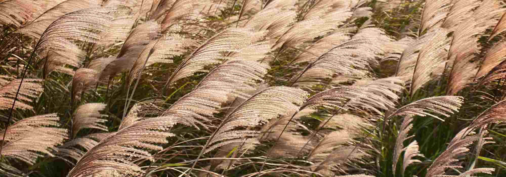 Comment choisir un Miscanthus ?