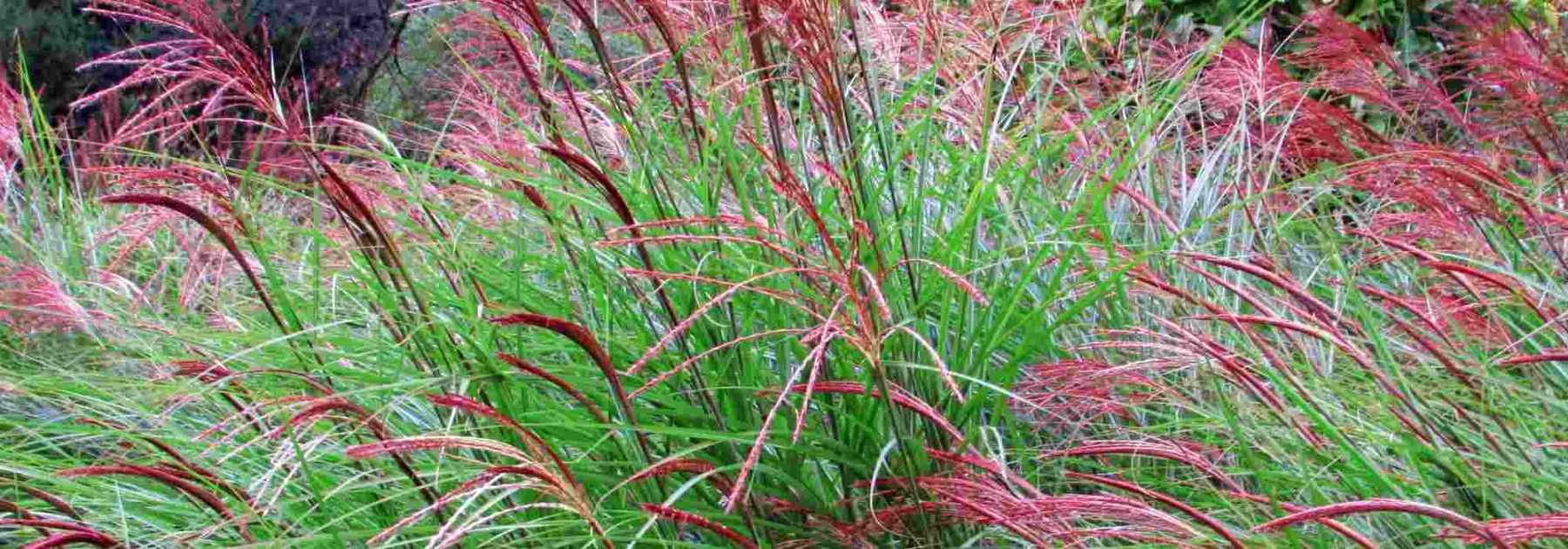 Miscanthus : les meilleures variétés