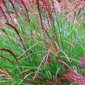 Miscanthus : les meilleures variétés