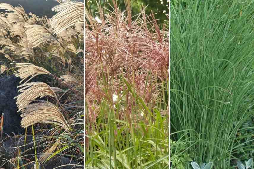 Herbe a elephant, eulalie choisir, choix Miscanthus