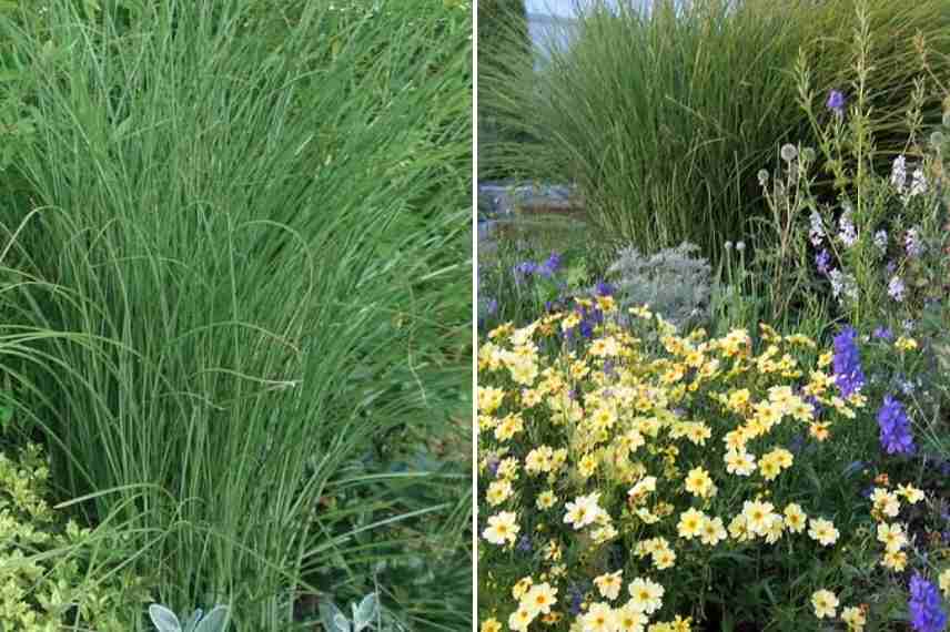 Miscanthus, eulalie, roseau de Chine, meilleures varietes, plus belles varietes, plus beaux