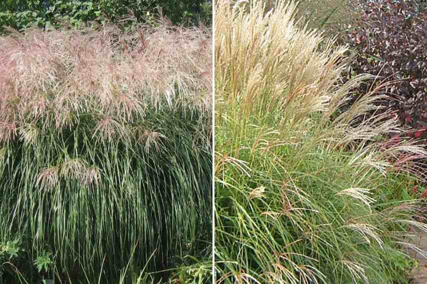 Herbe a elephant, eulalie choisir, choix Miscanthus