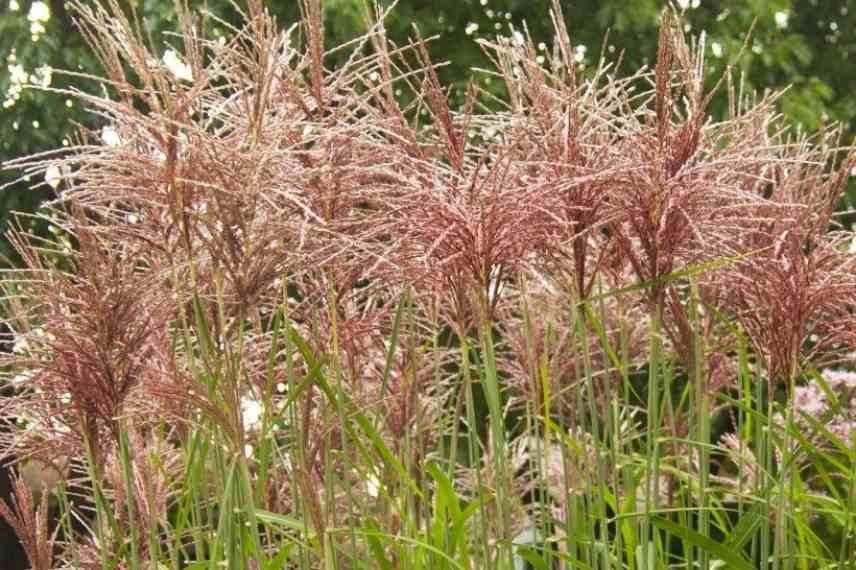 Miscanthus, eulalie, roseau de Chine, meilleures varietes, plus belles varietes, plus beaux