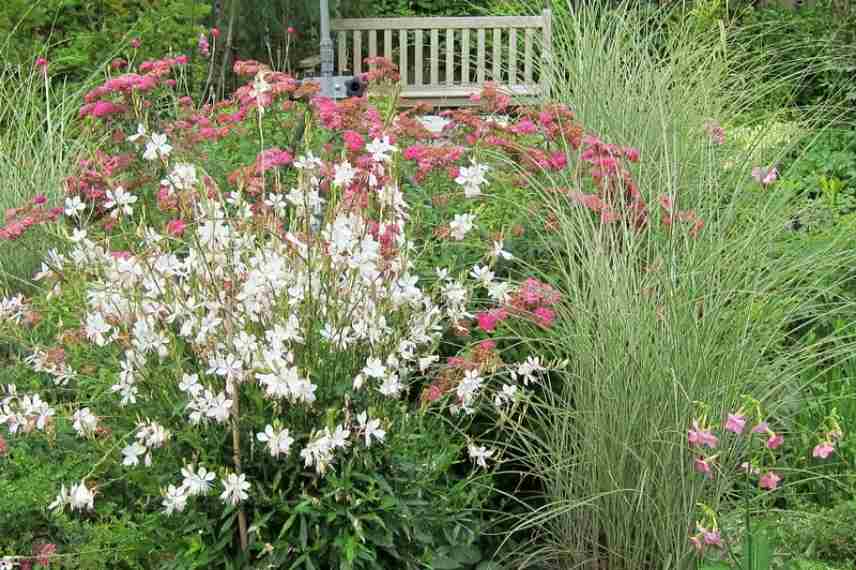 Miscanthus, eulalie, roseau de Chine, meilleures varietes, plus belles varietes, plus beaux