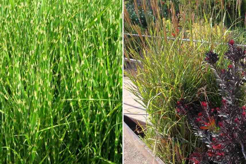 Miscanthus, eulalie, roseau de Chine, meilleures varietes, plus belles varietes, plus beaux