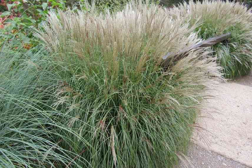 Herbe a elephant, eulalie choisir, choix Miscanthus