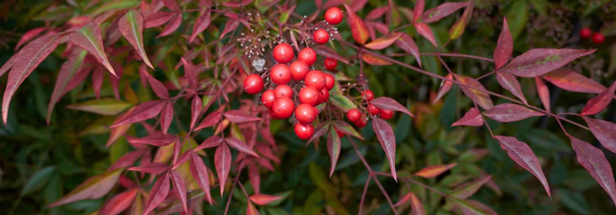 Nandina, Bambou sacré : 5 idées d'associations