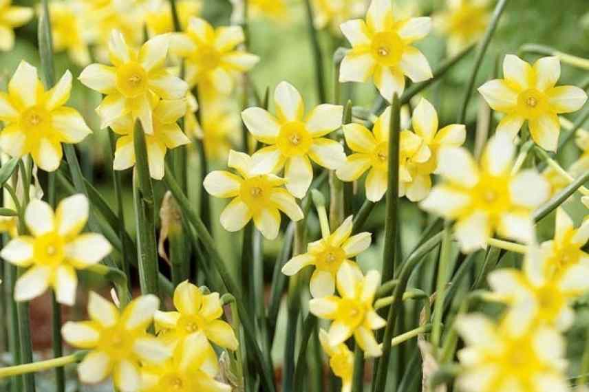 5 narcisses nains aux fleurs singulières à découvrir - Promesse de Fleurs