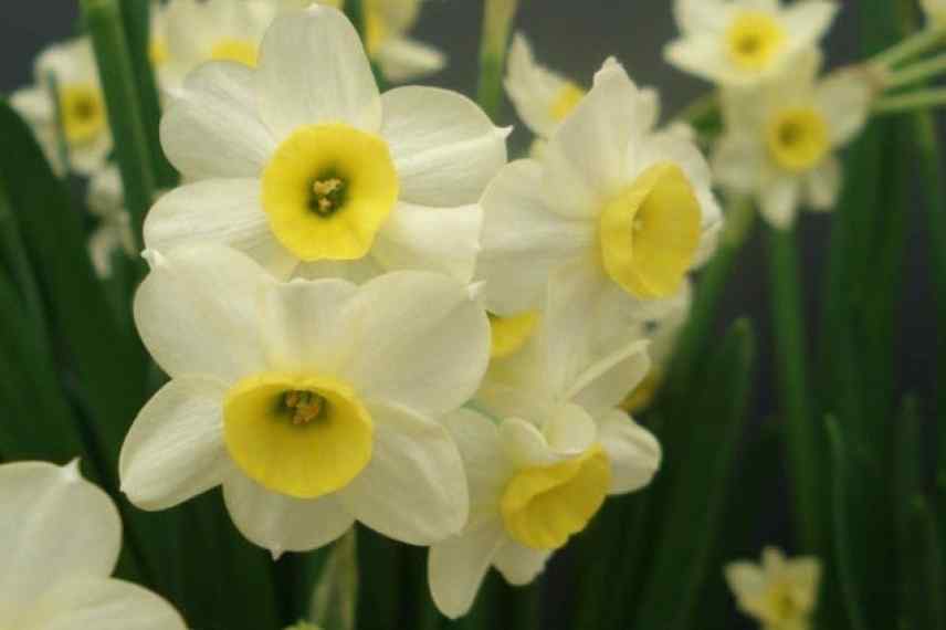5 narcisses nains aux fleurs singulières à découvrir - Promesse de Fleurs