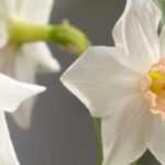 5 narcisses nains aux fleurs singulières à découvrir