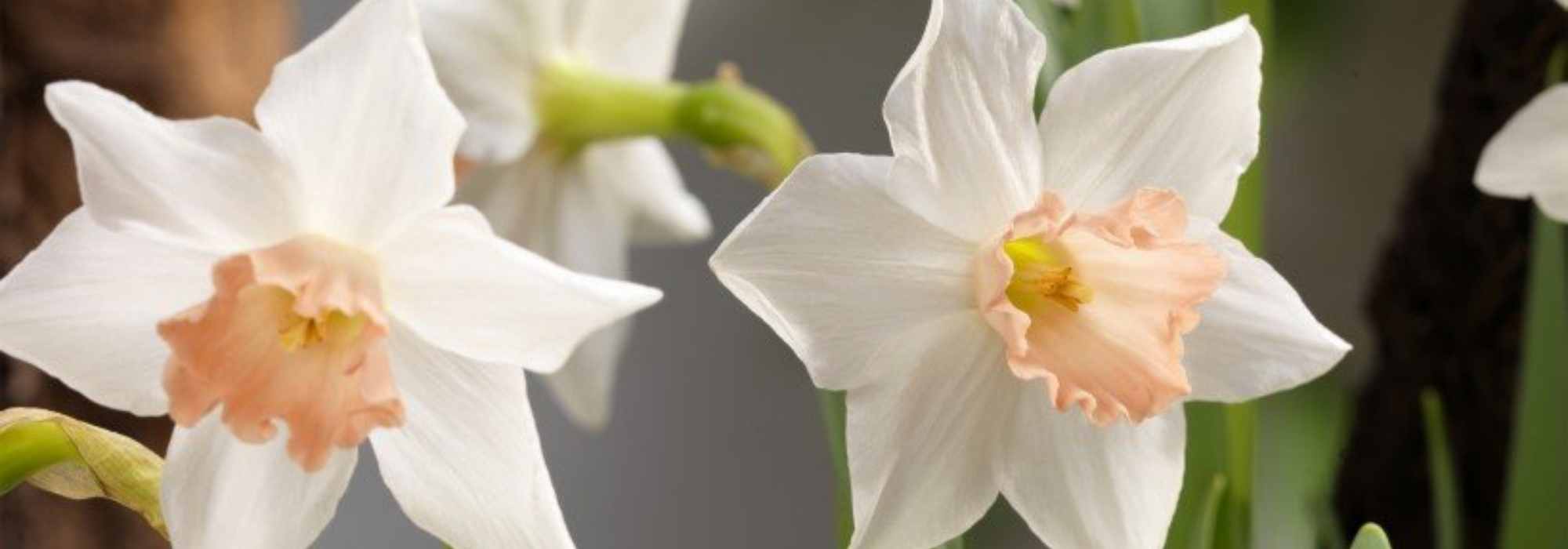 5 narcisses nains aux fleurs singulières à découvrir - Promesse de Fleurs