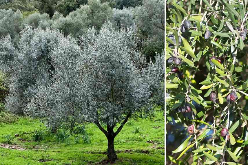 arbres ombrage petit jardin