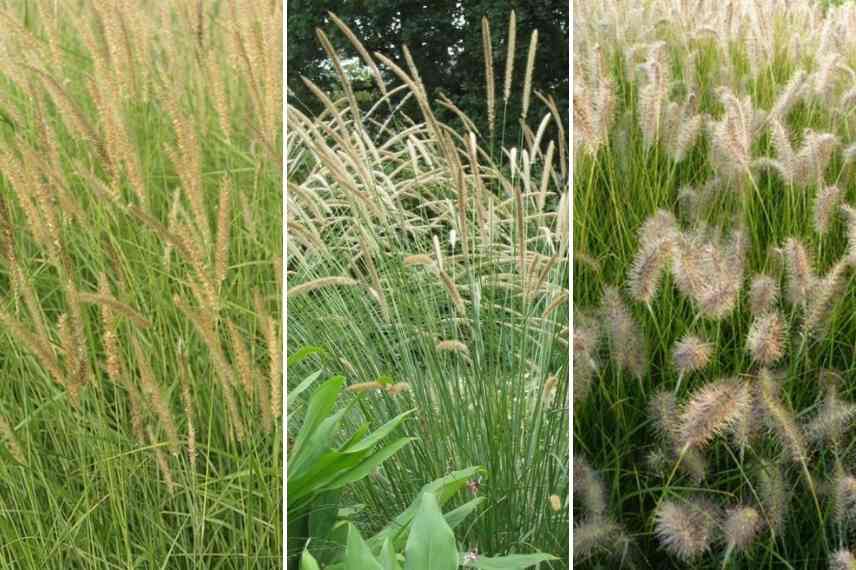 Pennisetum choisir, Choix pennisetum, choix herbe aux ecouvillons