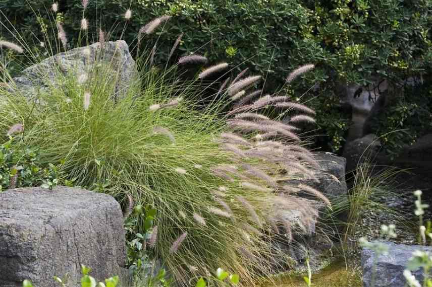 Pennisetum choisir, Choix pennisetum, choix herbe aux ecouvillons