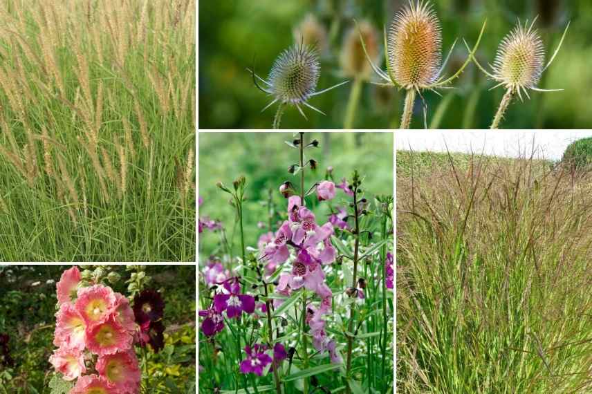 Pennisetum 7 idees pour bien les associer, Herbe aux ecouvillons association