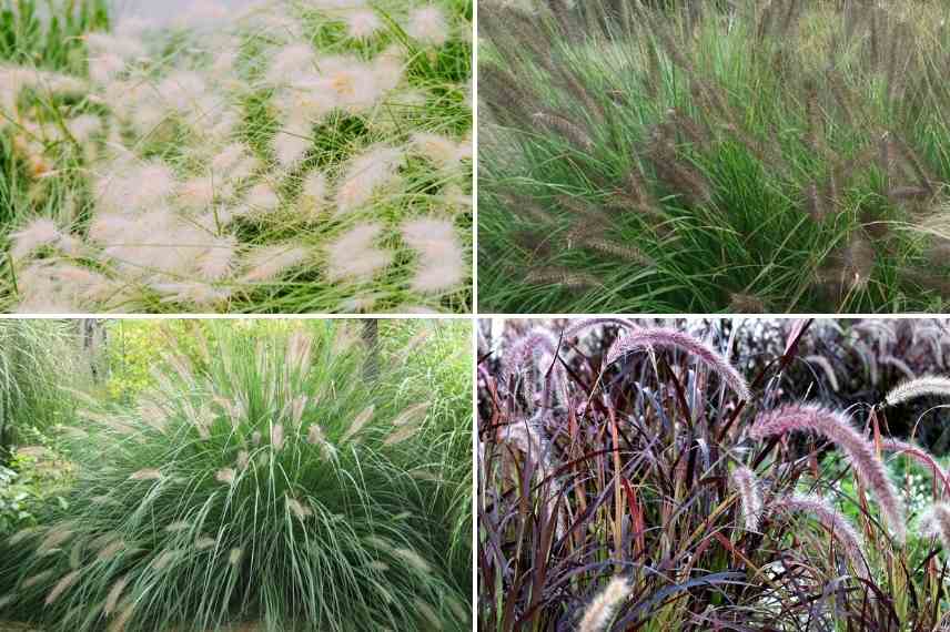 Pennisetum choisir, Choix pennisetum, choix herbe aux ecouvillons