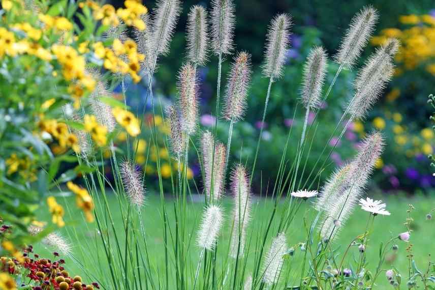 Pennisetum 7 idees pour bien les associer, Herbe aux ecouvillons association