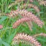 Pennisetum, guide d'achat