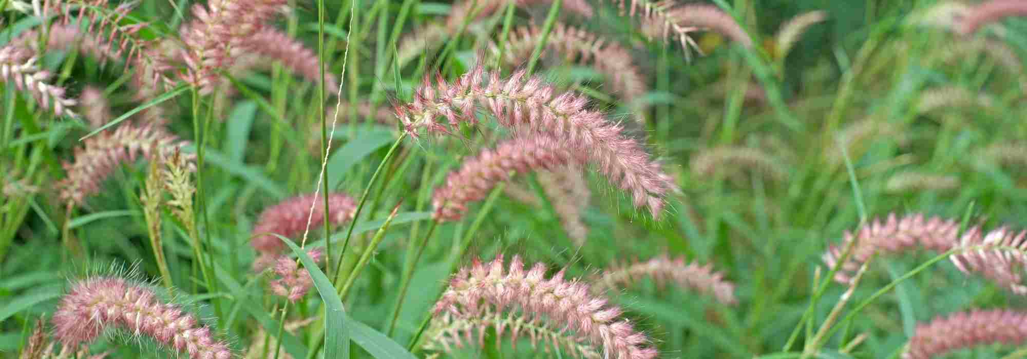 Pennisetum, guide d'achat