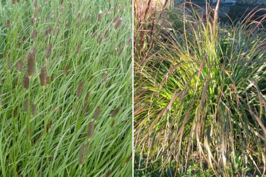 Pennisetum choisir, Choix pennisetum, choix herbe aux ecouvillons