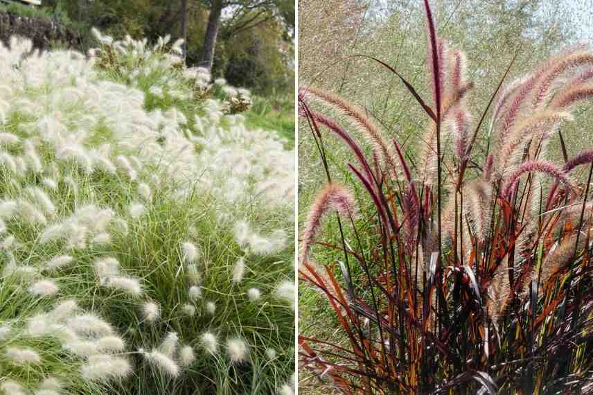 Pennisetum choisir, Choix pennisetum, choix herbe aux ecouvillons