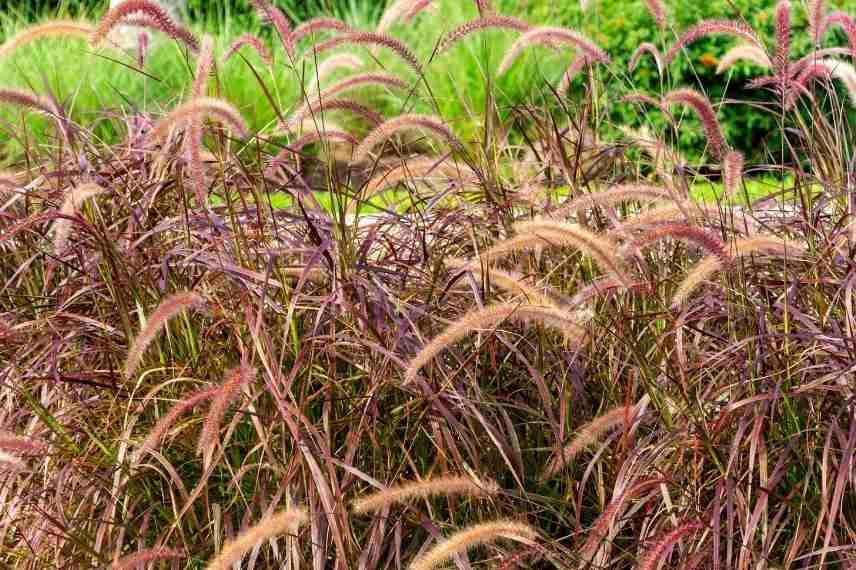 Pennisetum choisir, Choix pennisetum, choix herbe aux ecouvillons, Pennisetum pourpre