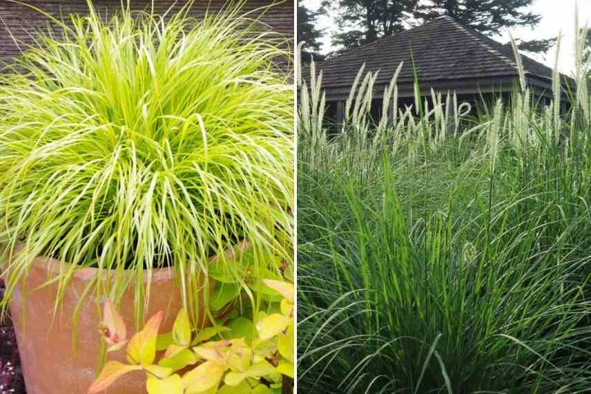 Pennisetum choisir, Choix pennisetum, choix herbe aux ecouvillons