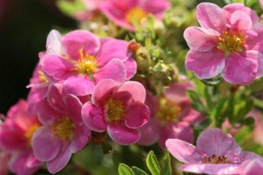 Potentilla fruticosa rose