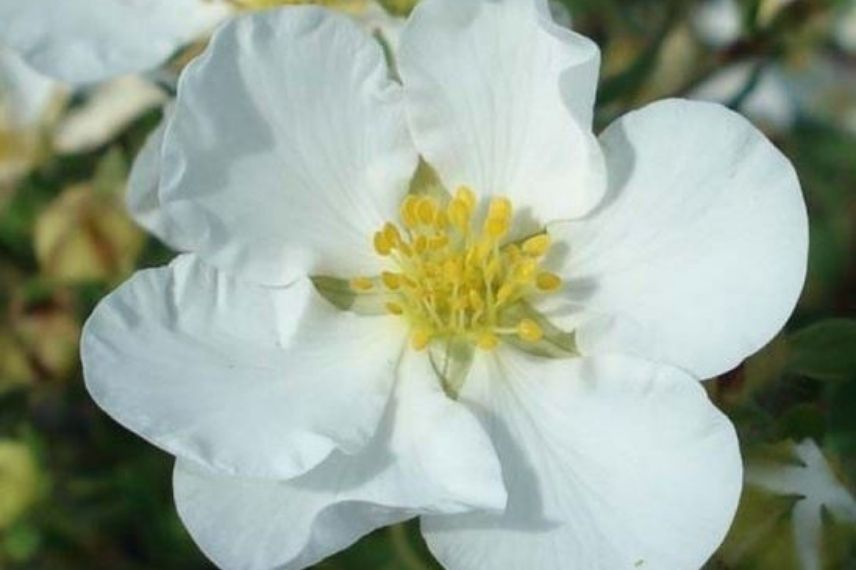 Potentilla fruticosa blanche