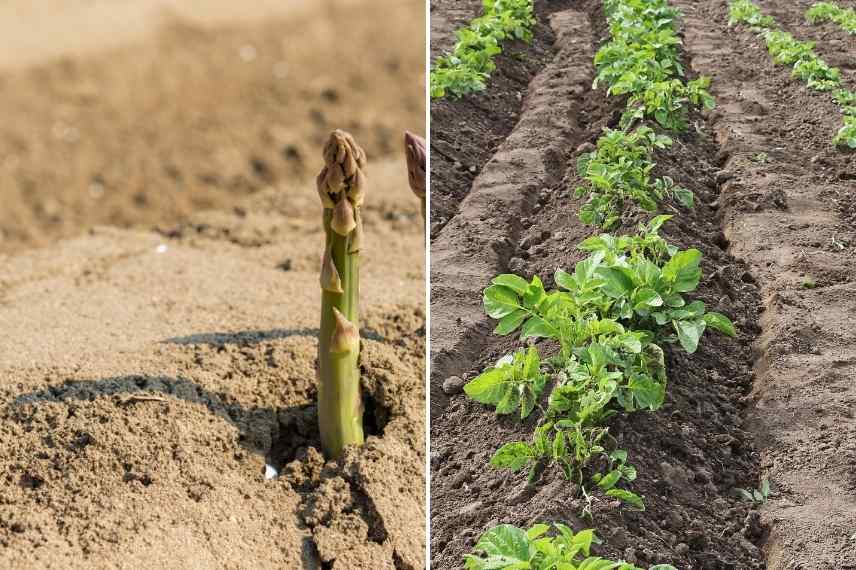 Buttage legumes potager