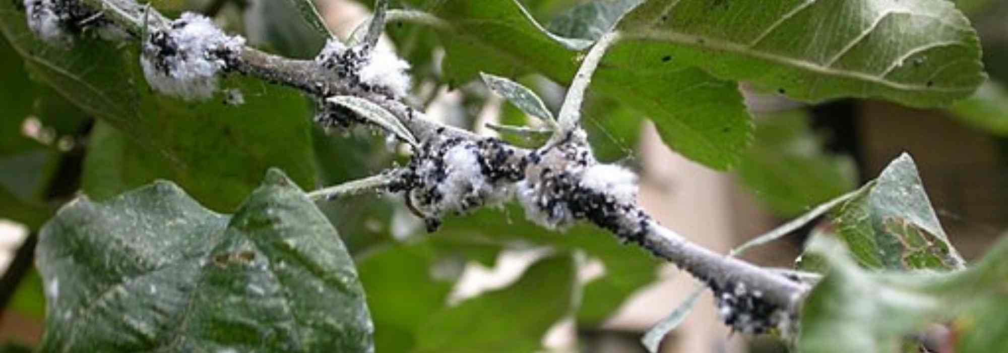 Comment lutter contre le puceron lanigère du pommier ?