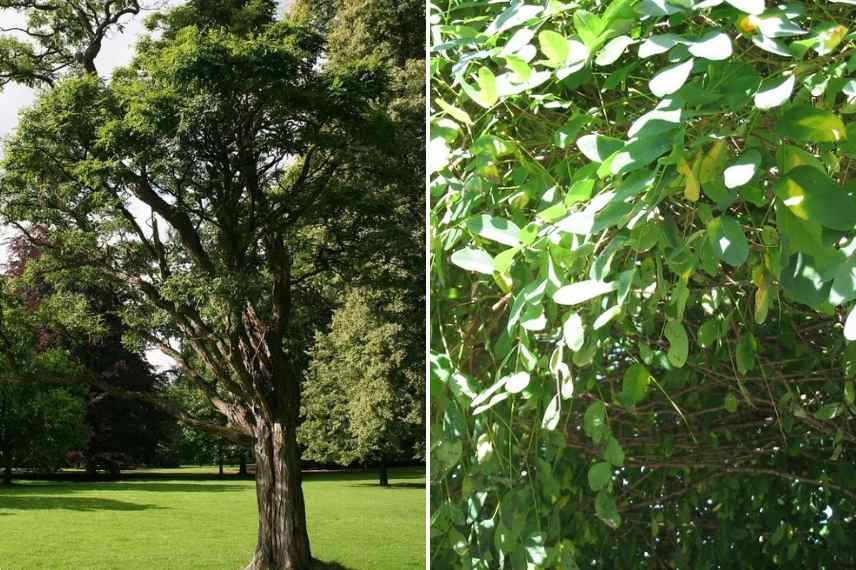 arbres ombrage petit jardin