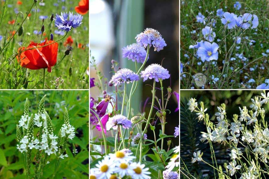 Associer la scabieuse : dans un jardin naturaliste