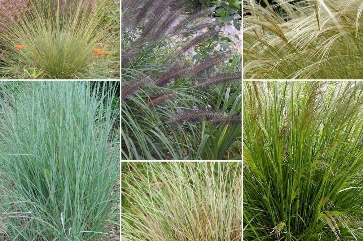 Schizachyrium scoparium, Herbe à balais