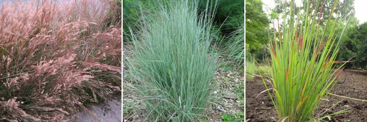 Schizachyrium scoparium, Herbe à balais