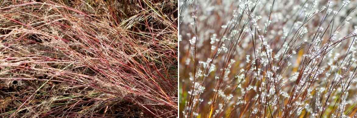 Schizachyrium scoparium, Herbe à balais