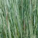 Schizachyrium scoparium : plantation, culture