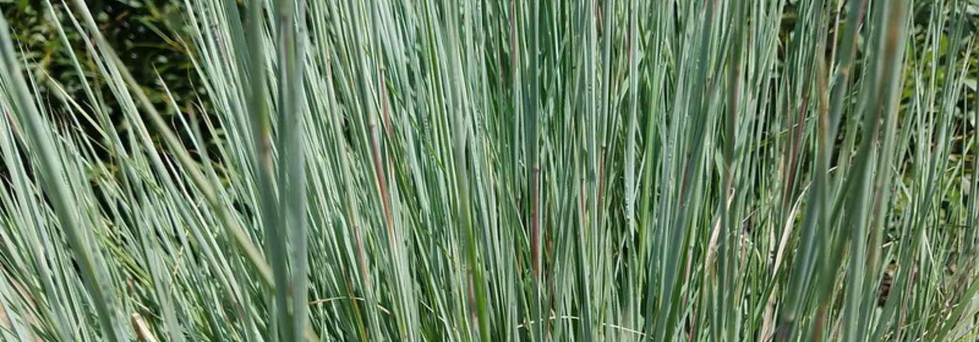 Schizachyrium scoparium : plantation, culture