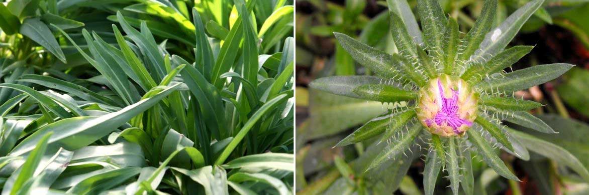 Le feuillage et les bractées du Stokesia