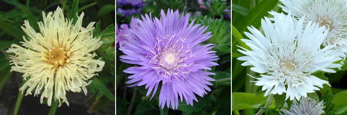 Les fleurs du Stokesia