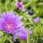 Stokesia : plantation, culture et entretien