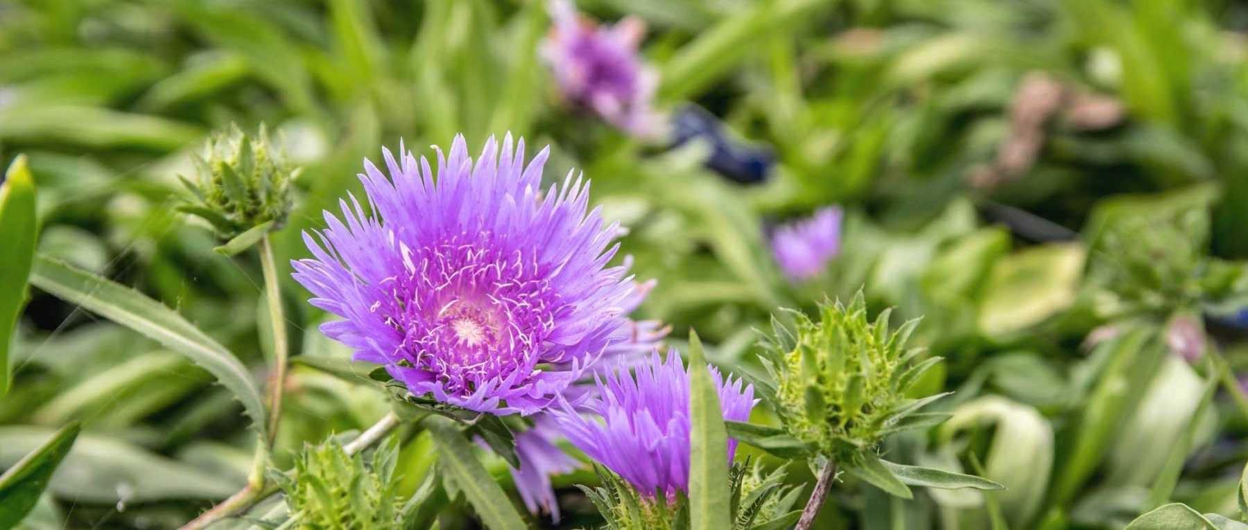 Stokesia : plantation, culture et entretien