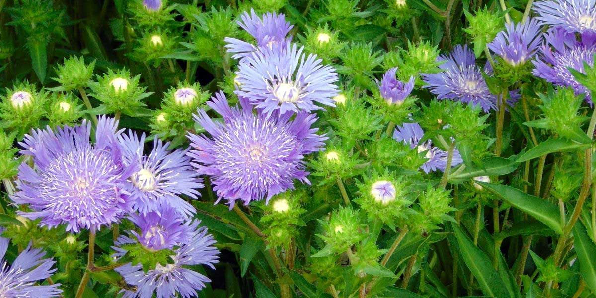 La floraison du Stokesia 'Mels Blue'