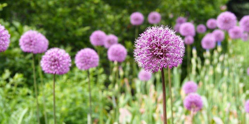 La floraison en ombelles sphériques de l'Allium 'Purple Sensation'