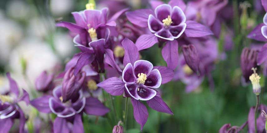 Les fleurs violet-pourpre de l'ancolie 'Winky Purple White'